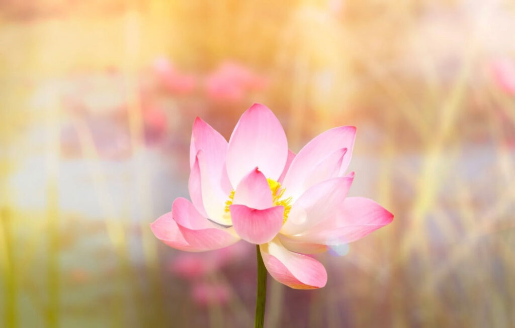 spoznaj-svoje-vzroke-za-bolezen-1